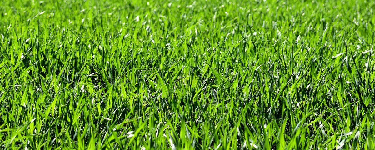 Wertykulacja i Aeracja Trawnika Klucz do Zdrowego i Zielonego Ogrodu