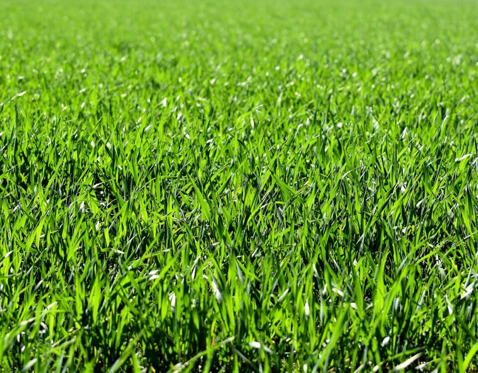 Wertykulacja i Aeracja Trawnika Klucz do Zdrowego i Zielonego Ogrodu